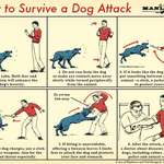 image for Helpful guide to survive a dog attack