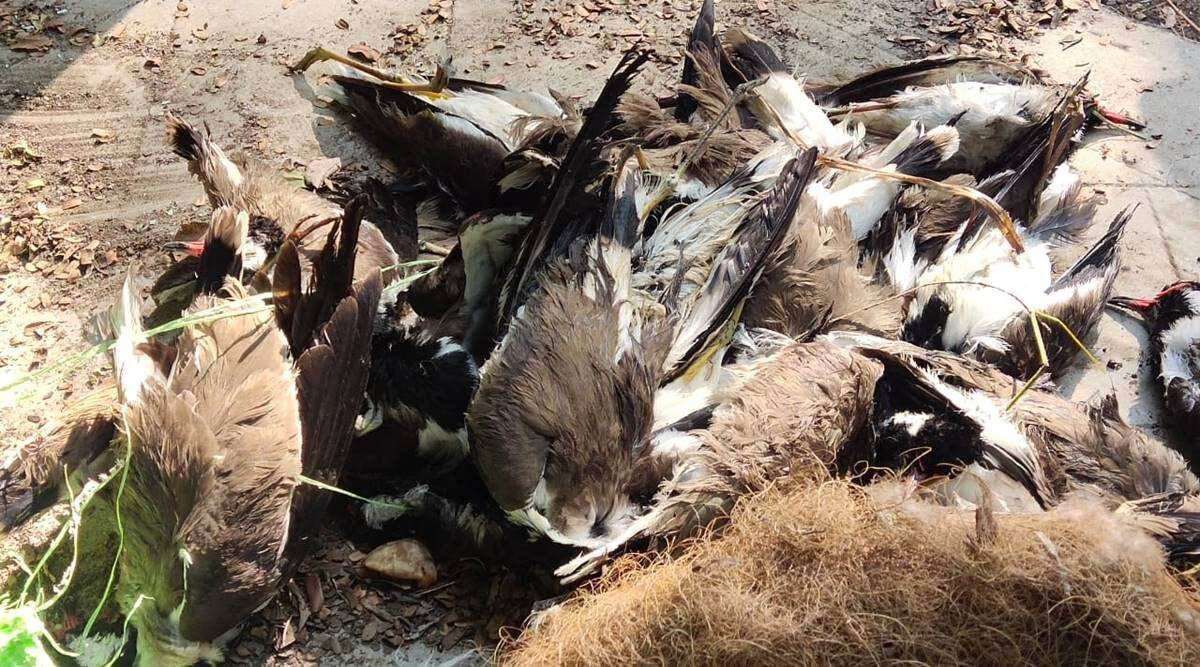 image for Avian flu confirmed: 1,800 migratory birds found dead in Himachal