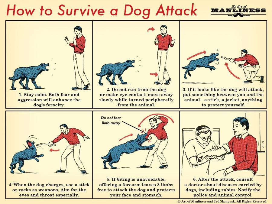 image showing Helpful guide to survive a dog attack