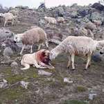 image for A sheep showing gratitude to the dog who saved him from a wolf attack