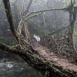 image for There is a tribe in India that has learned to make living bridges out of ficus tree roots. The bridges take 15-30 years to complete. Mature bridges stretch 15 to 250 feet over deep rivers and gorges, and can bear impressive loads—upwards of 35 people at a time.