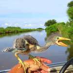 image for In case anyone's wondering what happened to dinosaurs, here's a baby blue heron