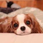 image for Nessa the Cavalier King Charles Spaniel and her puppy dog eyes