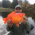 image for This guy caught a huge goldfish