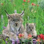 image for 🔥 Lynx mother and a baby 🔥