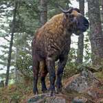 image for Takin - a very rare mammal with thick neck and short, muscular legs. It lives in groups and is found above 4000 m in the eastern Himalayas. They feed of bamboo. Adult Takin can weigh over 200 kg (441 lbs)
