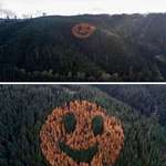 image for A forester planted a few larch trees in the Douglas fir forest in Oregon to create a smiley face