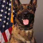 image for Last night, in my city, K-9 Riley died taking down an armed suspect. He was 5 years old and had been in-service for 3 years. An officer also died at the scene. Can we take a moment to give thanks for dogs like Riley who die in the line of duty in order to protect us? RIP Riley. 💔