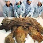 image for 39,000 year old Mammoth Carcass. Scientists say its so well preserved that its brain is still intact