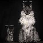 image for Monster Maine Coon.