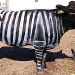 image for Scientists believe that a function of a zebra’s stripes is to deter insects, so a team or researchers painted black and white stripes on several cows and discovered that it reduced the number of biting flies landing on the cows by more than 50%.