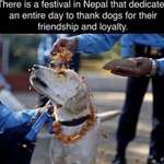 image for Nepali festival Kukur Tihar is all about celebrating doggos
