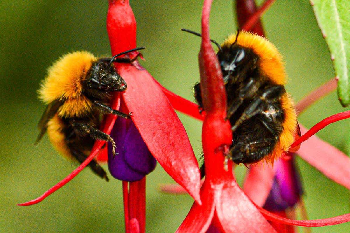 image for A quarter of all known bee species haven't been seen since the 1990s