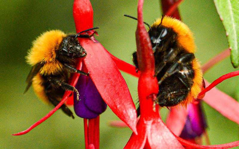 image for A quarter of all known bee species haven't been seen since the 1990s