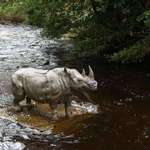 image for In 2002 this huge bronze rhino was installed overnight in a river in Dublin, and to this day no one knows why or how it was placed there