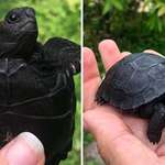 image for 🔥 Black Galapagos Tortoise Hatchling 🔥