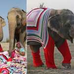 image for Villagers in india made giant sweaters to keep recused elephants warm.