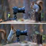 image for Russian nature photographer Vadim Trunov captures the cutest squirrel photo session ever.