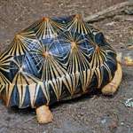 image for This is the Radiated Tortoise from Madagascar. It has a unique high-domed carapace marked with yellow lines in a triangular shape.