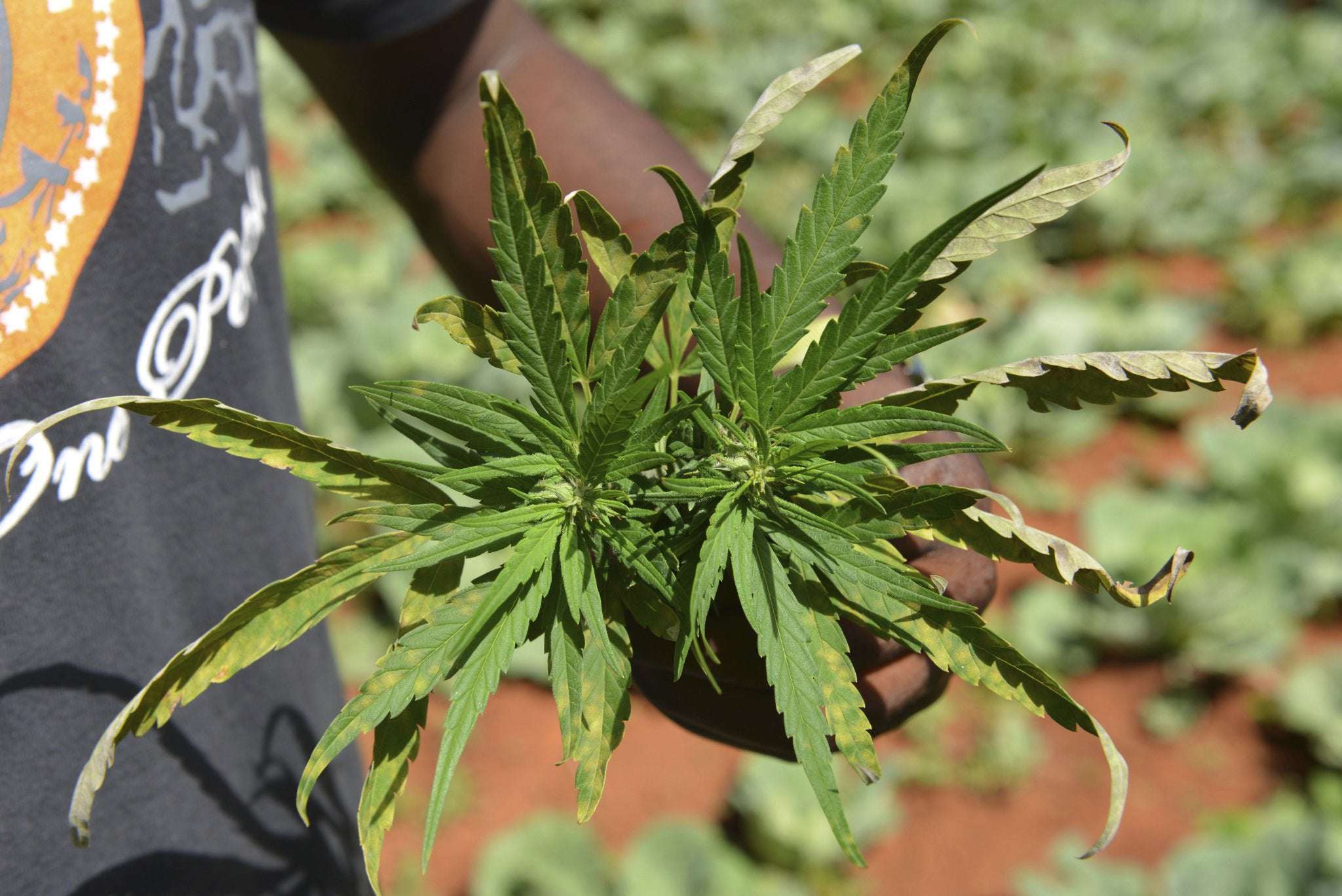 image for Jamaica faces marijuana shortage as farmers struggle