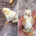 image for Chicken with genetic defect