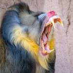 image for Yawning Mandrill showing why he's not to be fucked with