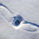 image for An owl finding something to eat in the snow