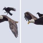 image for A crow rides on the back of an eagle