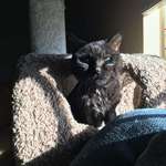 image for My cat Thomas is 27 years old and loves sunbeams.