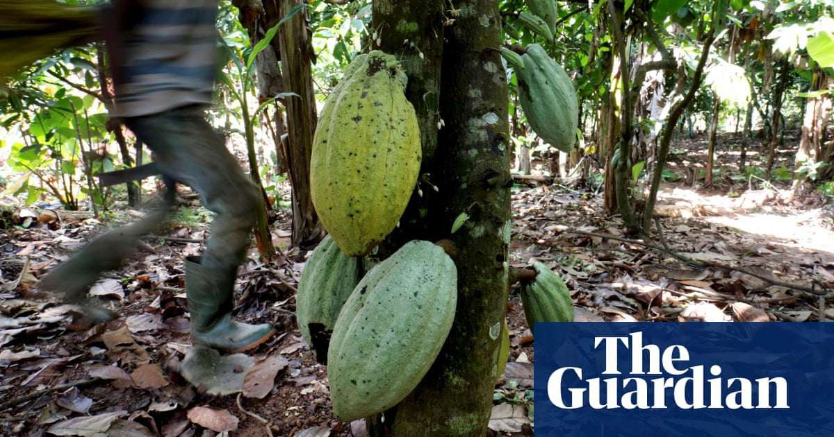 image for Mars, Nestlé and Hershey to face child slavery lawsuit in US