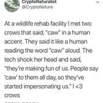 image for Crows copying the way humans caw