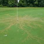image for Aftermath of golf course struck by lightning