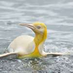 image for Yves Adams, a Belgian photographer managed to photograph a picture of a rare yellow penguin.