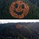 image for In 2011, Hampton Lumber created the design by planting a mix of Douglas fir and Larch during a reforestation of the area. The smiley face should return each fall for the next 30-50 years, until the trees are ready to be harvested for lumber.