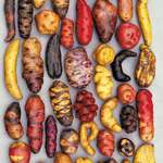 image for Different varieties of potato, grown in Peru. I love potatoes.