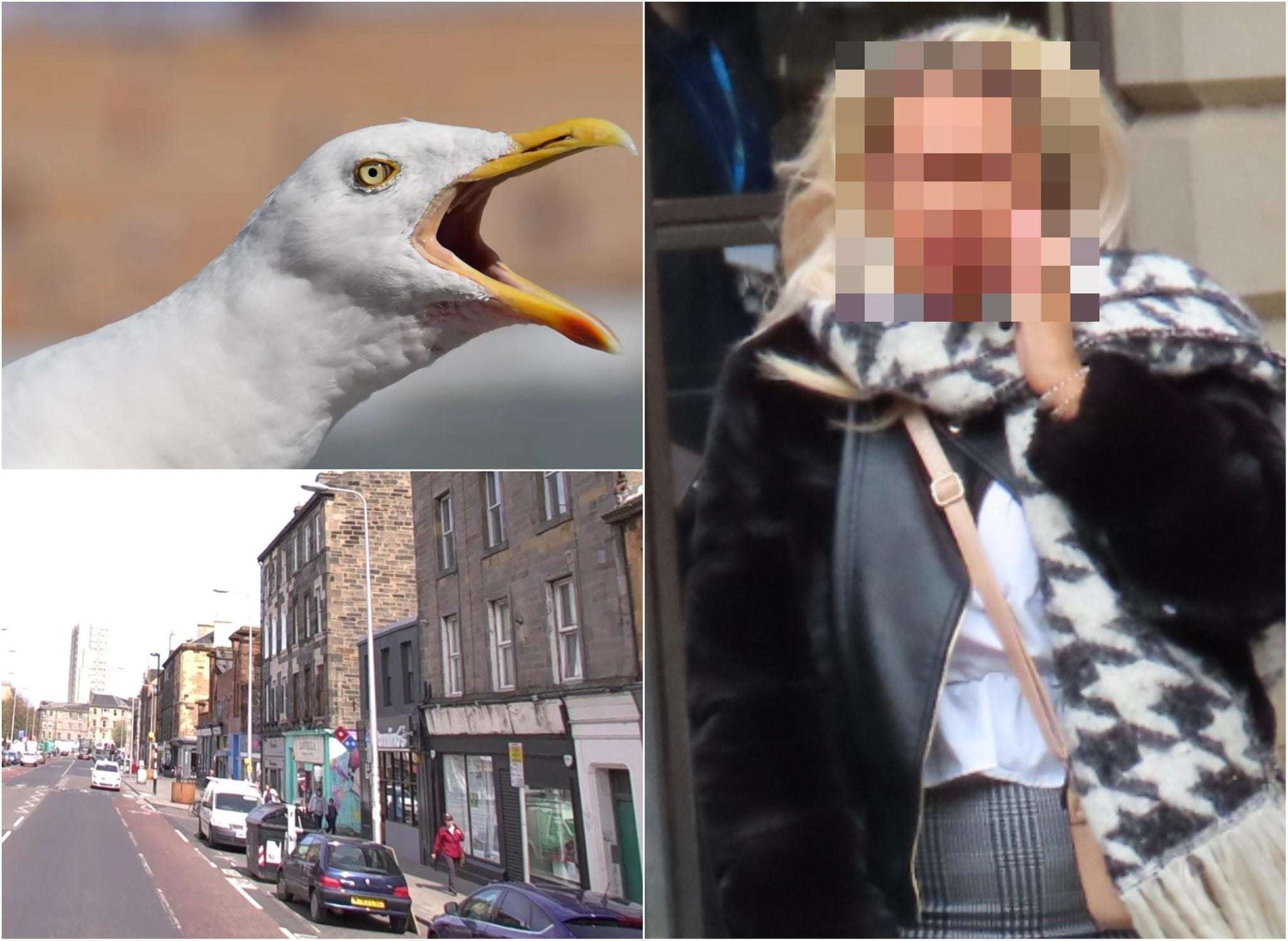 image for Edinburgh woman bit off man’s tongue in street brawl before seagull swooped down and ate it