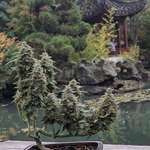 image for Cannabis Bonsai Tree!