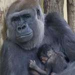 image for Berlin zoo celebrates first gorilla birth in 16 years