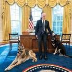 image for Making dogs presidential again