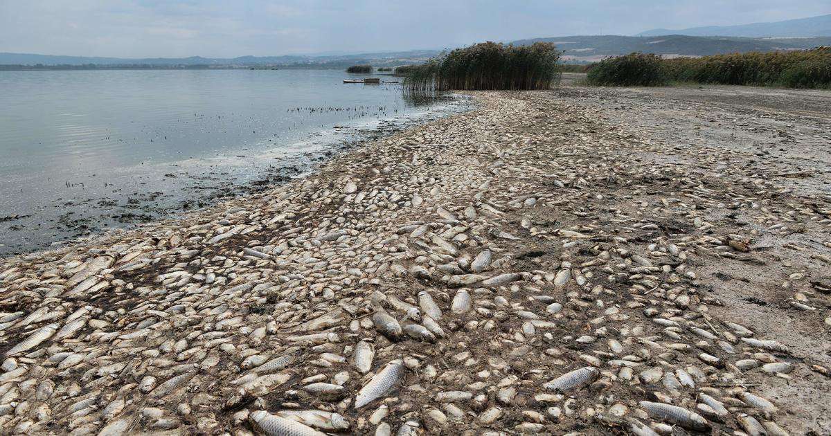 image for Freshwater fish are in "catastrophic" decline with one-third facing extinction, report finds