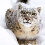 image for Snow leopard, seeing a hidden camera that takes a photo of him.