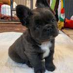 image for Ever seen a fluffy frenchie before?