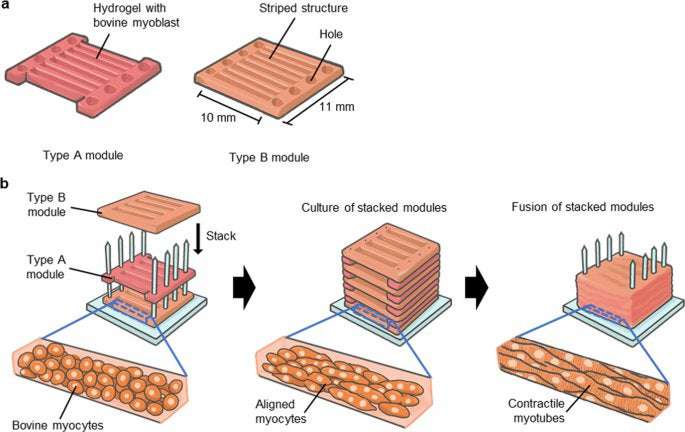 image for Formation of contractile 3D bovine muscle tissue for construction of millimetre-thick cultured steak