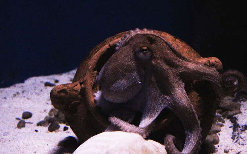 image for Octopuses can feel pain both physically and abstractly