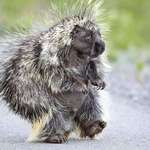 image for 🔥 Just a porcupine out for a stroll
