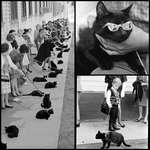 image for Black cat auditions for Edgar Allan Poe's 'Tales of Terror' in 1961