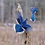 image for The wings of Bluejays are so awesome when they are open!