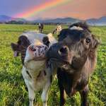 image for Marshmallow and Bean, framed by a rainbow, being cute.🌈 (photo by cowsofnewzealand)