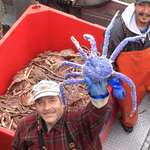 image for Rare blue-coloured king crab found off the coast of Alaska