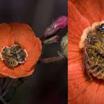 image for Bees do sleep between 5-8 Hours daily,sometimes in flowers, also they like to sleep with other bees and hold each other's feet.